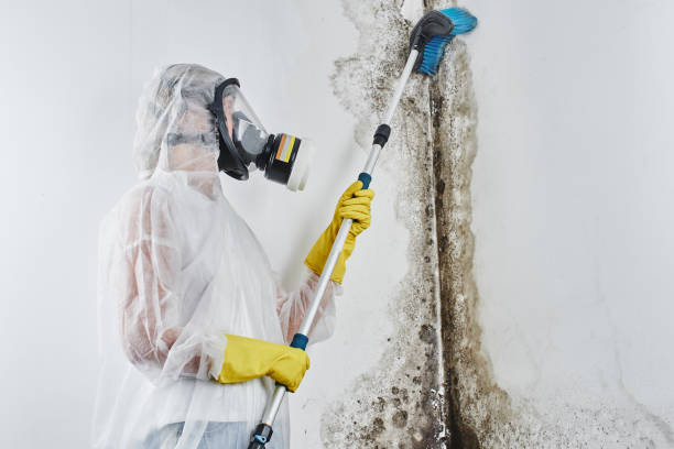Best Attic Mold Removal  in Warren, IN