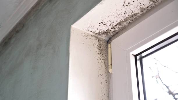 Best Local Mold Removal Service  in Warren, IN