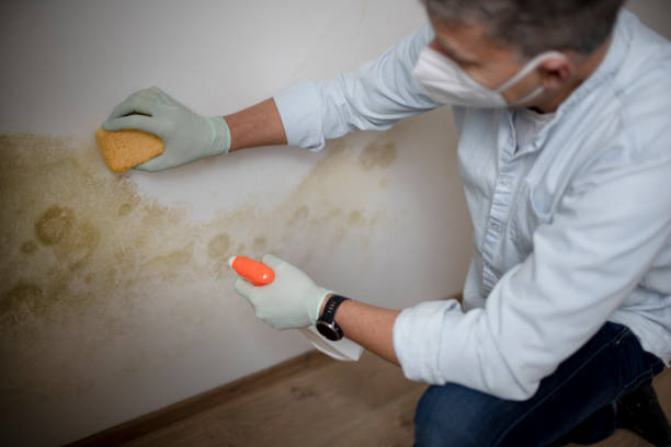 Best Local Mold Removal Service  in Warren, IN