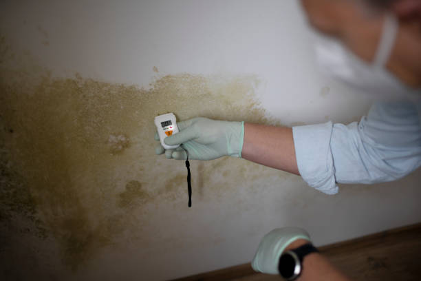 Best Fast Mold Removal  in Warren, IN