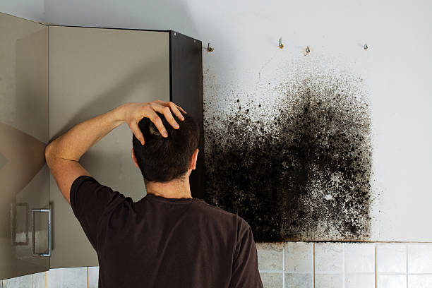 Mold Removal and Inspection in Warren, IN