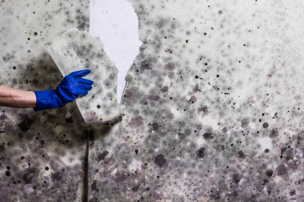 Best Affordable Mold Removal  in Warren, IN